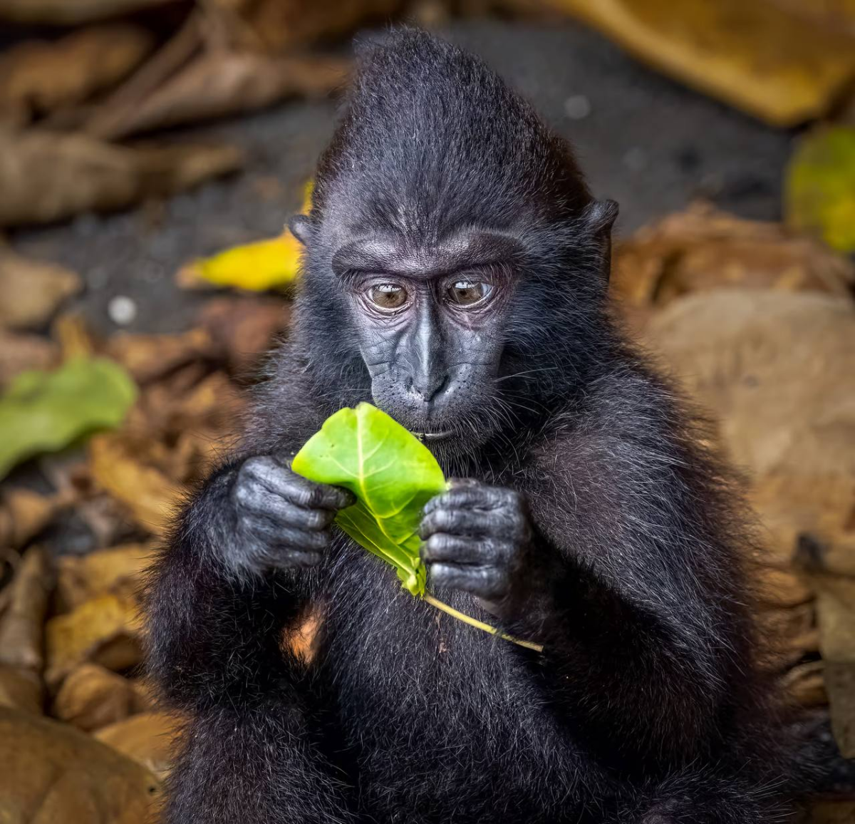 Comedy Wildlife Photography Awards представил шорт-лист финалистов