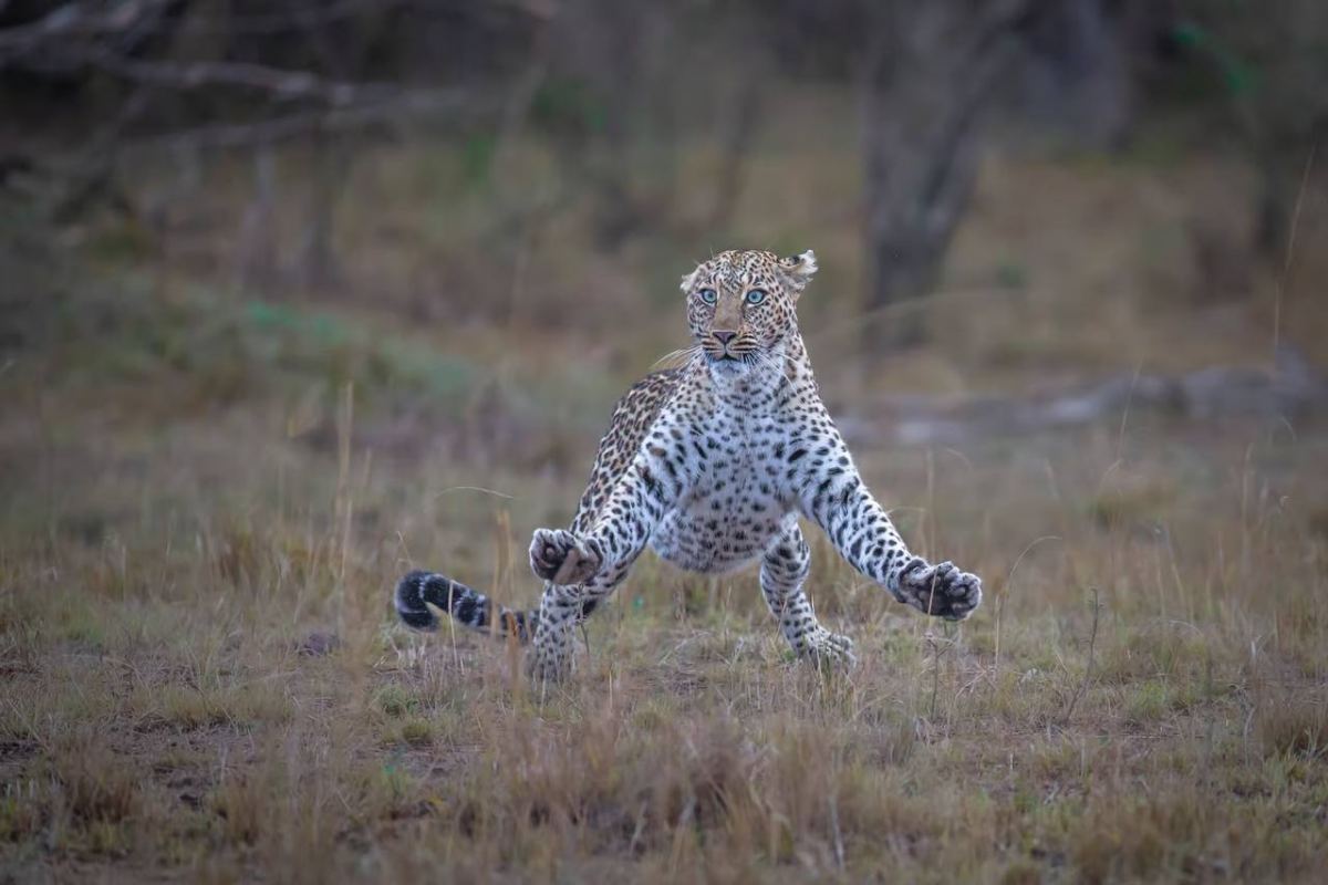 Comedy Wildlife Photography Awards представил шорт-лист финалистов