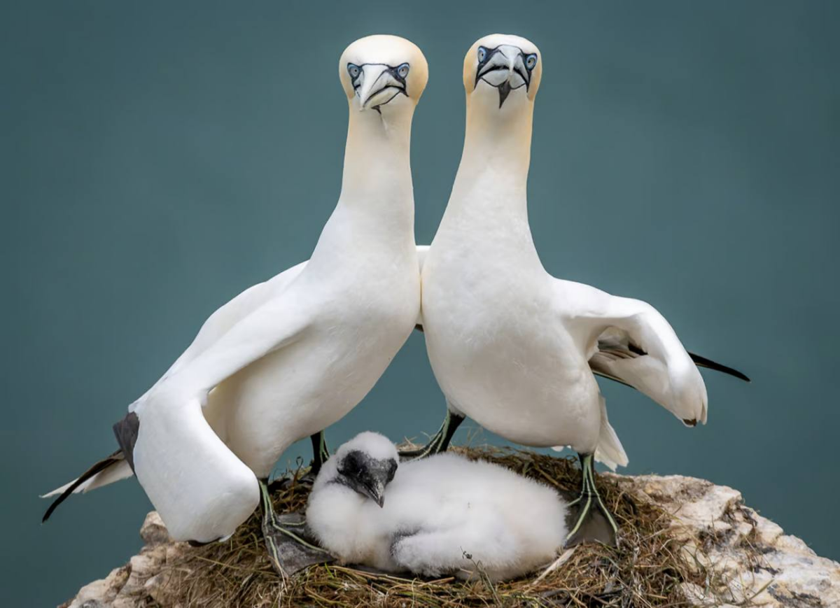 Comedy Wildlife Photography Awards представил шорт-лист финалистов