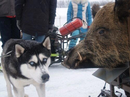 (не) Мое скучное путешествие на интересный SNOWDOGS-2016!