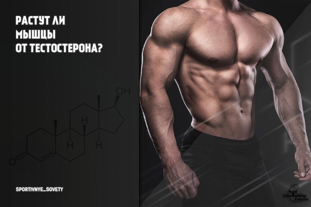 Растут ли мышцы от тестостерона?