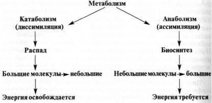 Анаболизм, катаболизм, метаболизм – идиотизм?