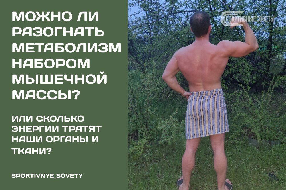 Можно ли разогнать метаболизм набором мышечной массы? Или сколько энергии тратят наши органы и ткани?