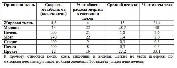 Можно ли разогнать метаболизм набором мышечной массы? Или сколько энергии тратят наши органы и ткани?