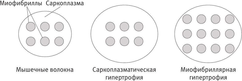 Саркоплазматическая гипертрофия. Пост для продвинутых