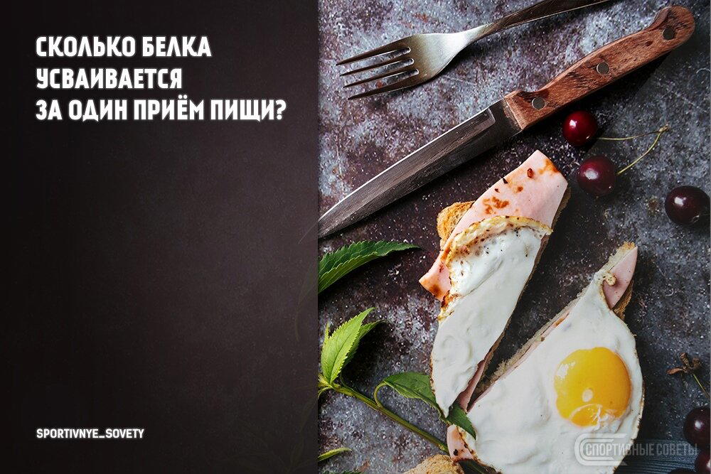 Сколько белка усваивается за один приём пищи?