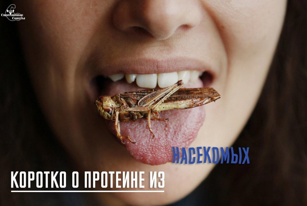 Коротко о протеине из насекомых