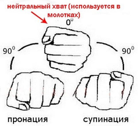 Как накачать бицепс