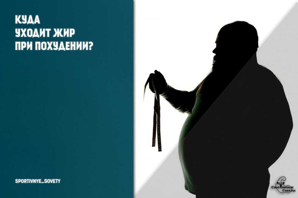 Куда уходит жир при похудении?
