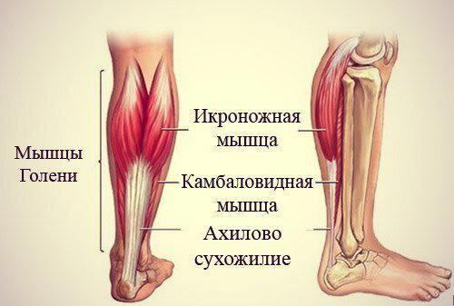 Икроножные и камбаловидные мышцы (Разве такие бывают?)