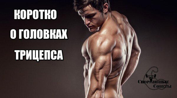 Коротко о головках трицепса