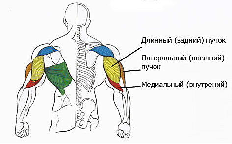 Коротко о головках трицепса