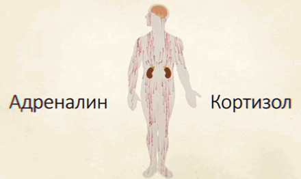 Нужно ли тренироваться до отказа?