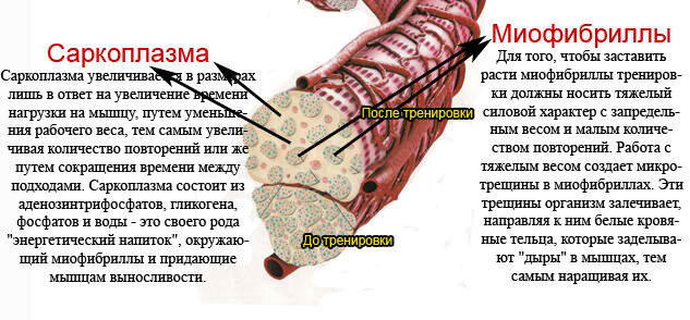 Программа тренировок. Так ли это просто?
