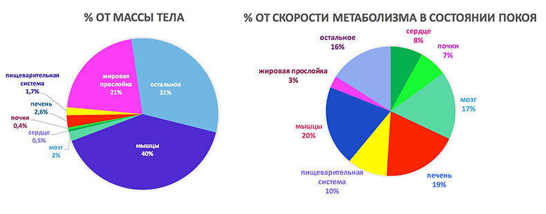 Всё, что нужно знать о метаболизме