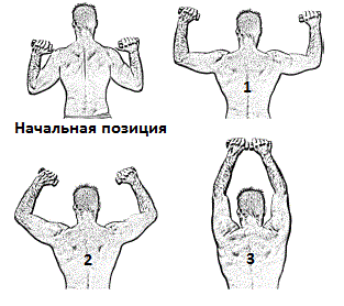 Почему жим на плечи лучше делать с гантелями, чем со штангой