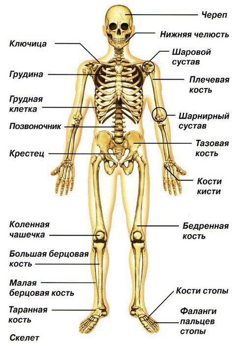 Для тех, у кого кость широкая