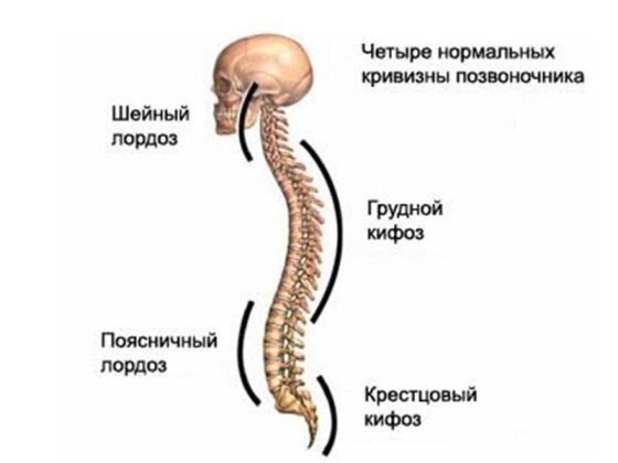 Приседания или жим ногами? (ужасы осевой нагрузки, проблемы с позвоночником)