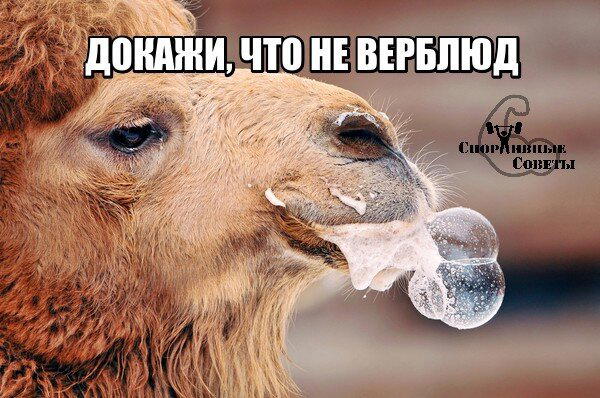 Докажи, что не верблюд
