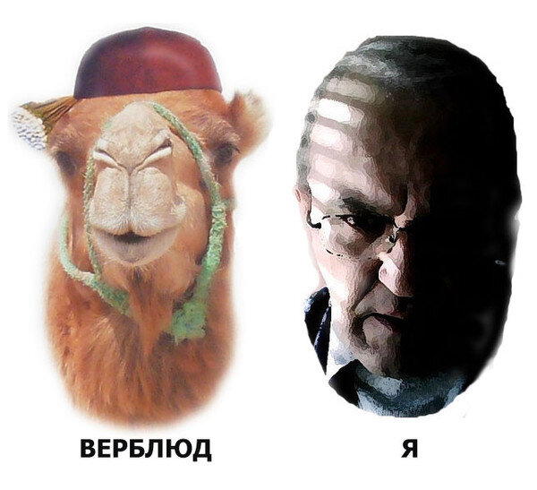 Докажи, что не верблюд