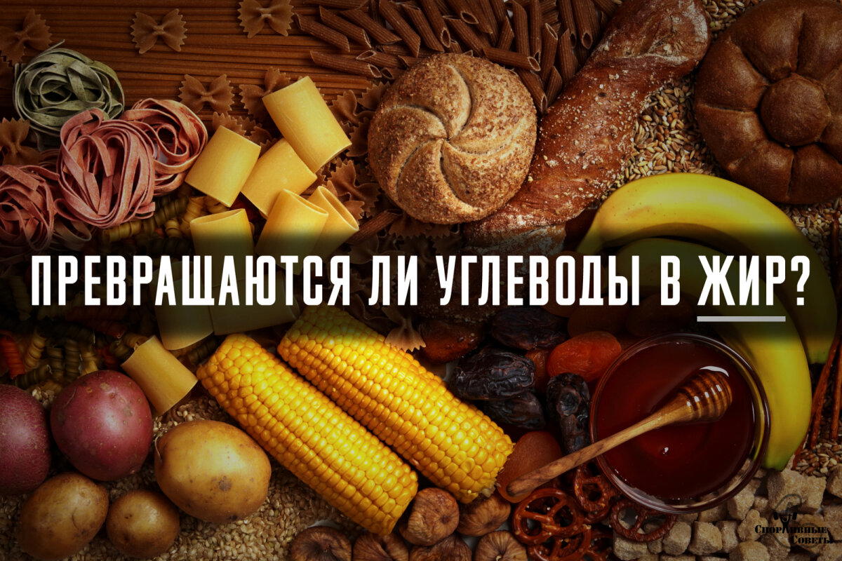 Превращаются ли углеводы в жир?