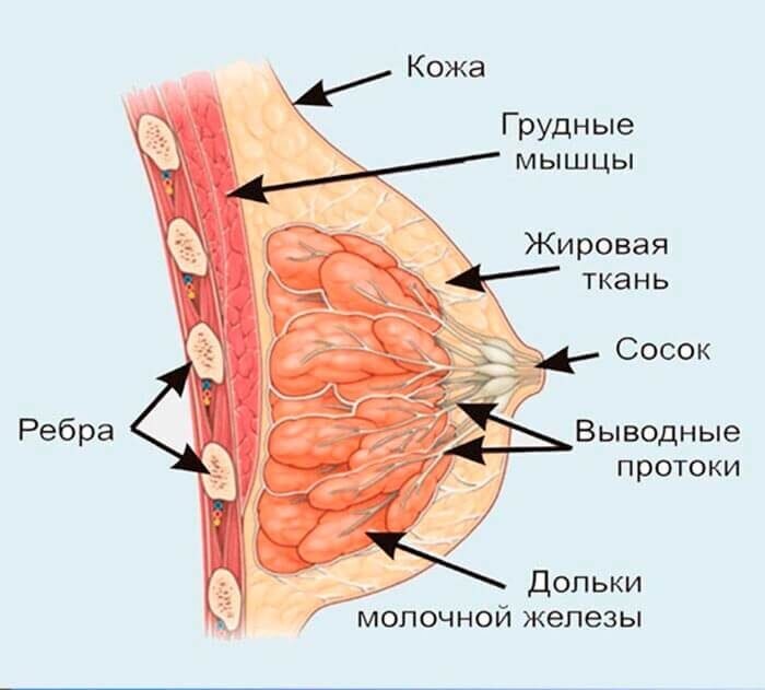Лучший пост о сиськах Или упражнения для круглой подтянутой груди