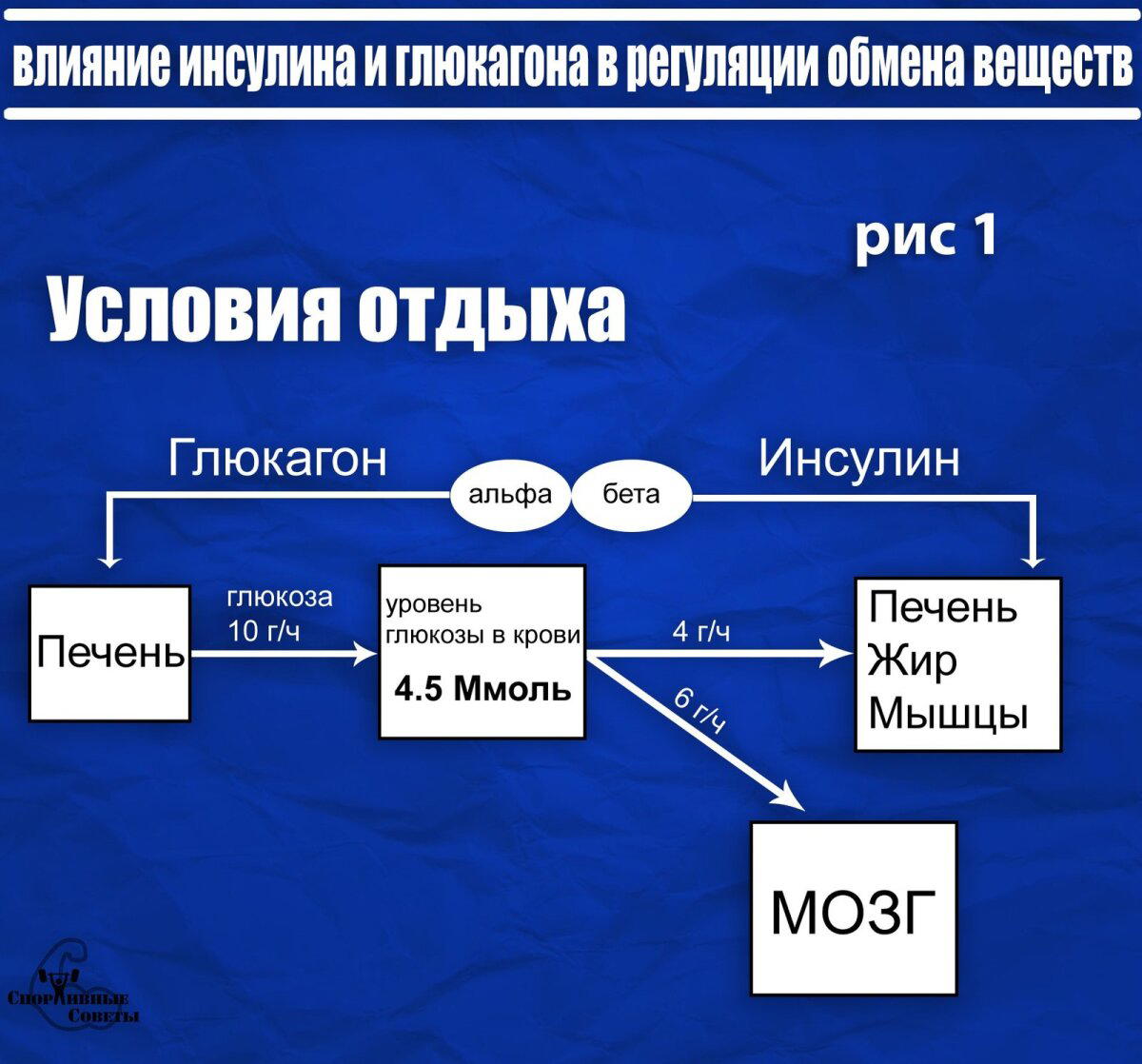 Немного о физиологии, глюкозе, мозге и жире