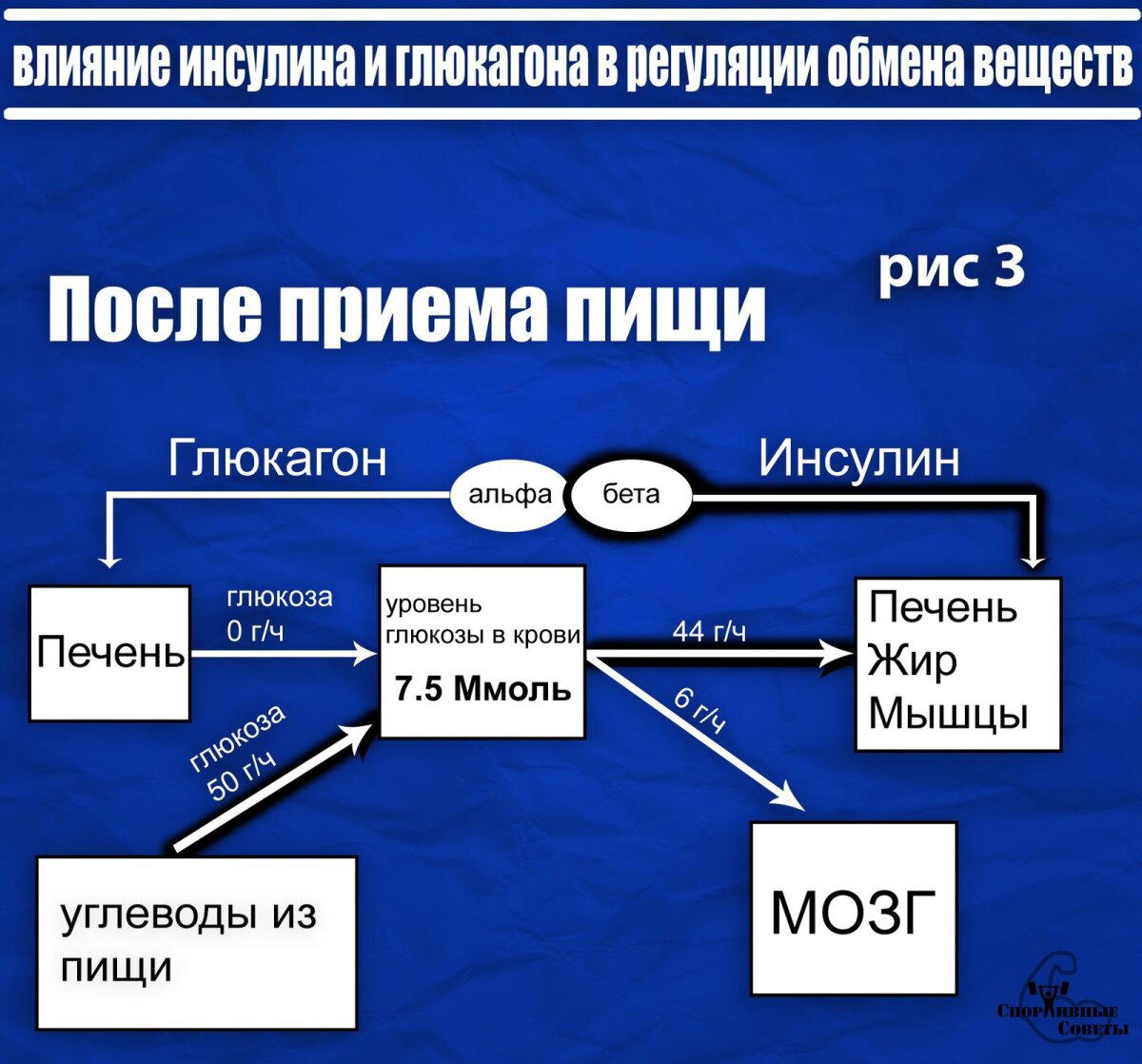 Немного о физиологии, глюкозе, мозге и жире