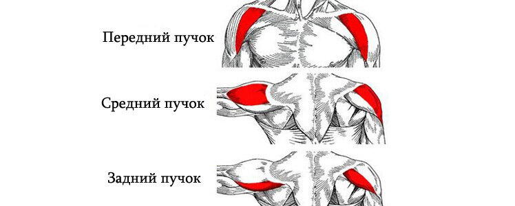 Лучшее упражнение на плечи