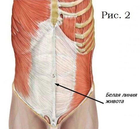 Как накачать «верхний» и «нижний» пресс
