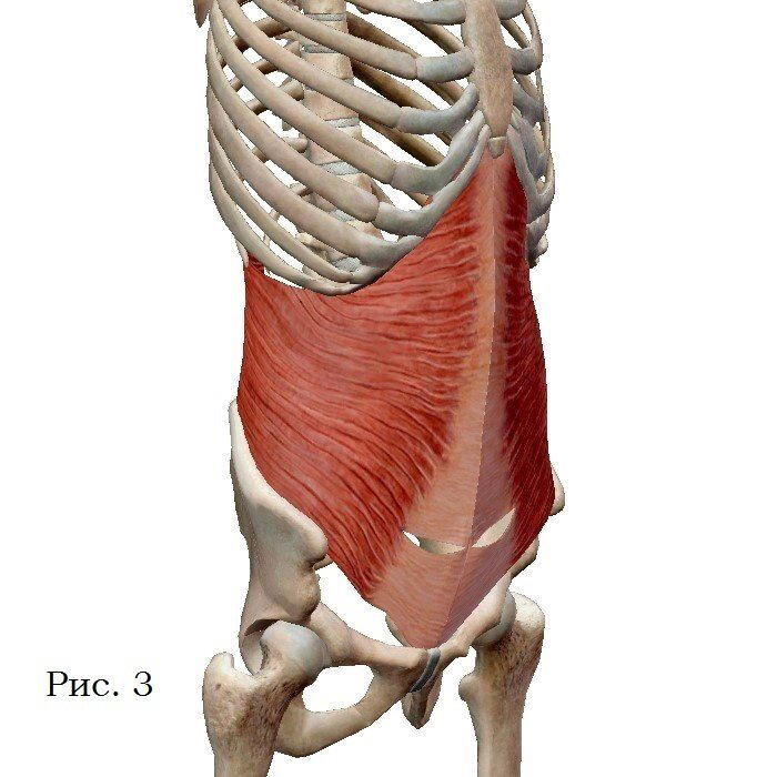 Как накачать «верхний» и «нижний» пресс