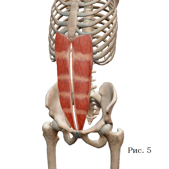 Как накачать «верхний» и «нижний» пресс