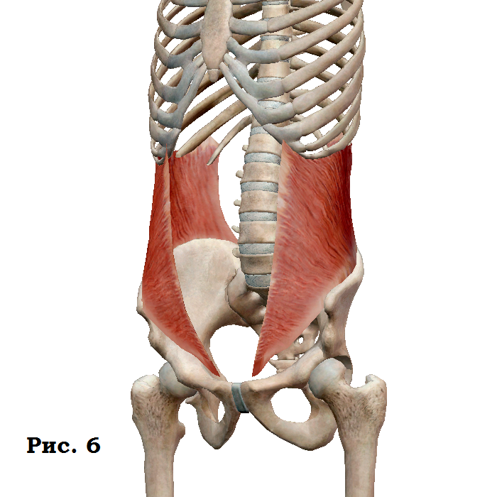 Как накачать «верхний» и «нижний» пресс