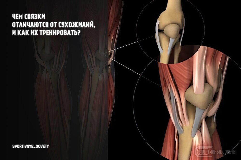 Чем связки отличаются от сухожилий, и как их тренировать?