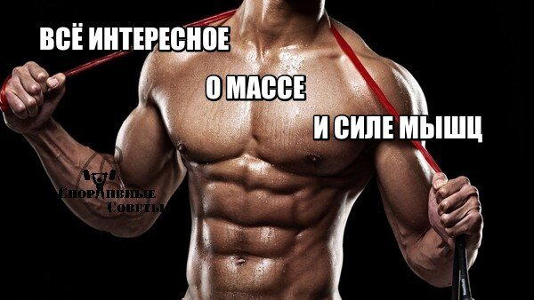 Всё интересное о массе и силе мышц