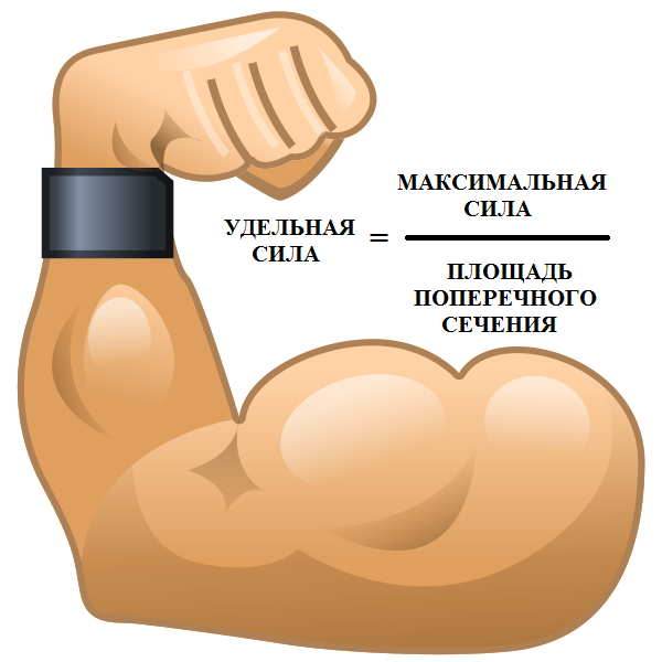 Всё интересное о массе и силе мышц