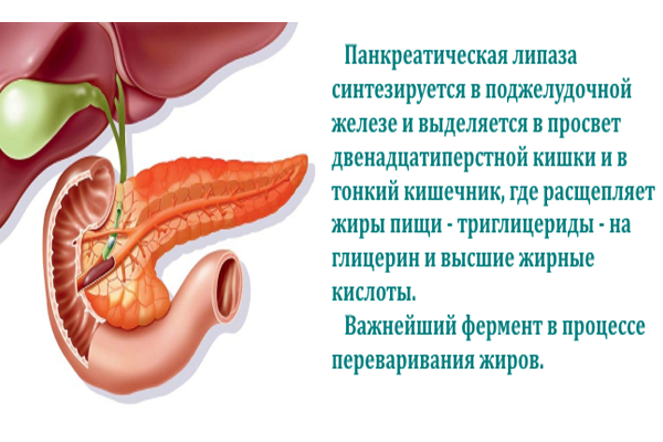 А ты боишься пальмового масла?