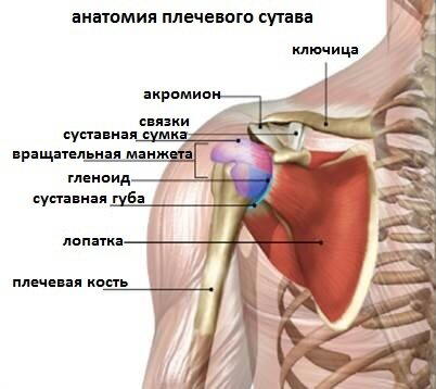 Лучшее упражнение для плеча