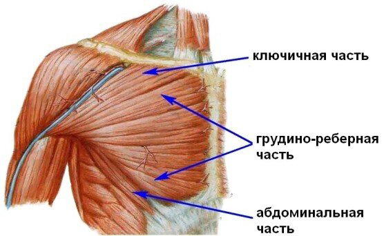 Заблуждения про разнообразие упражнений