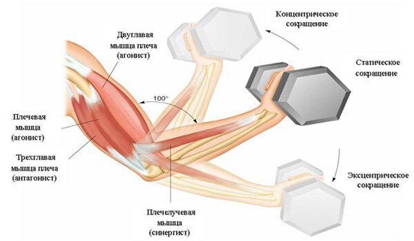 Статические напряжения мышц