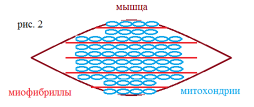 Как тренировать выносливость. Часть 3