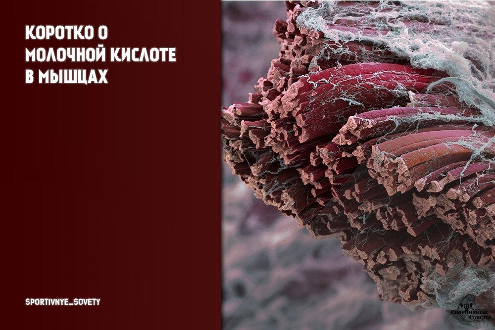 Коротко о молочной кислоте в мышцах