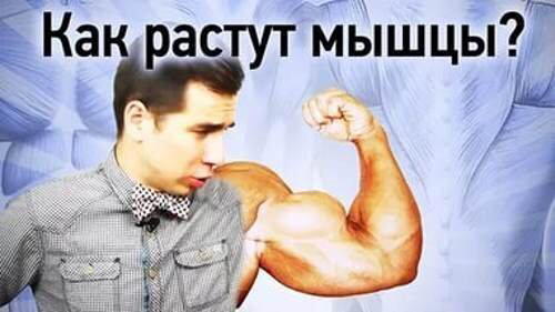 Как растут мышцы?