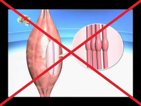 Как растут мышцы?