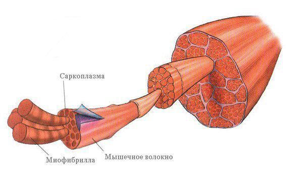 Как растут мышцы?