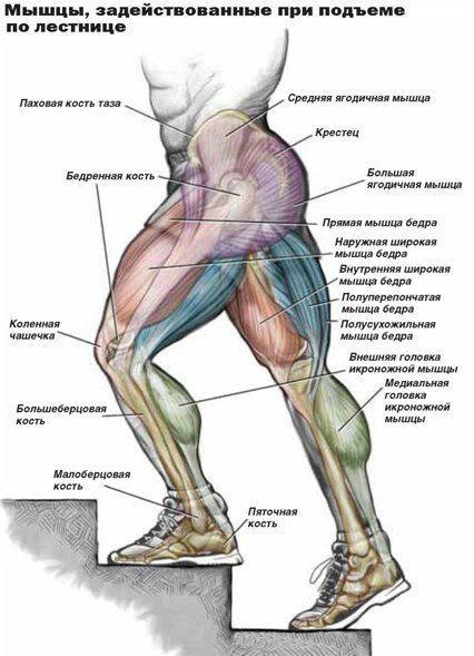 Ходьба по лестнице – отличное кардио