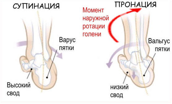 Тест на определение грудного кифоза
