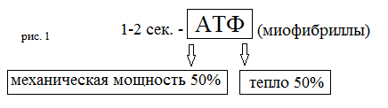 Жиросжигающие тренировки или откуда мышцы берут энергию