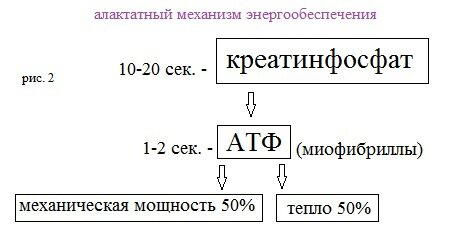 Жиросжигающие тренировки или откуда мышцы берут энергию