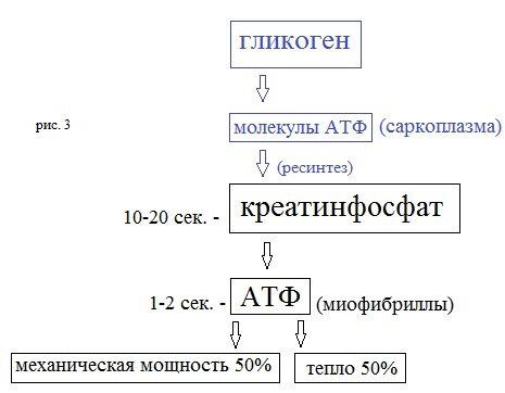 Жиросжигающие тренировки или откуда мышцы берут энергию